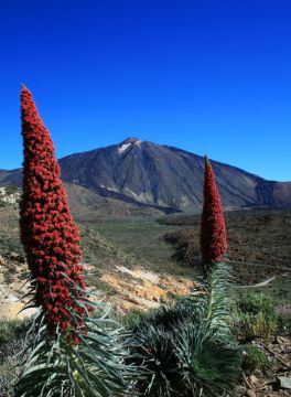 Tenerife