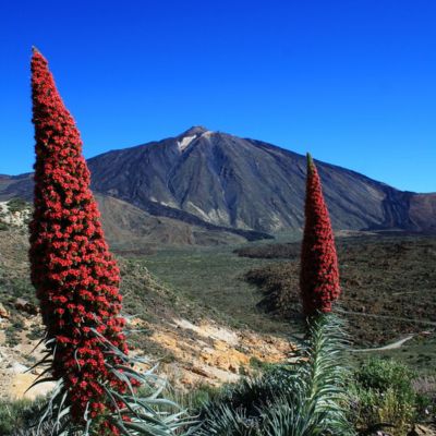 Tenerife DMC